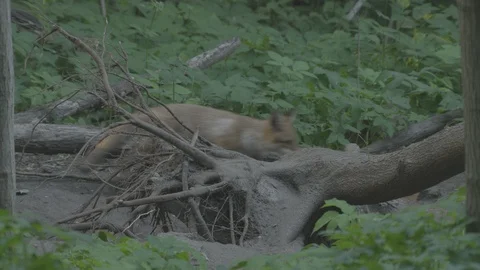 Young Red Fox (Vulpes vulpes) near the burrow. Stock Footage 104670787