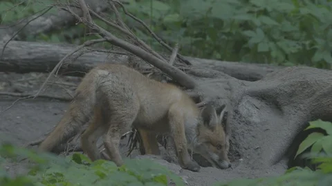 Young Red Fox (Vulpes vulpes) near the tree. Stock Footage 104670822