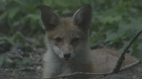 Young Red Fox (Vulpes vulpes) resting. Stock Footage 104672466