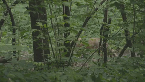 Young Red Fox (Vulpes vulpes) in the forest. Video stock 104673130