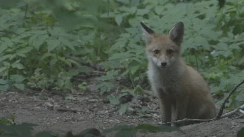 Young Red Fox (Vulpes vulpes) . Stock Footage 104673145