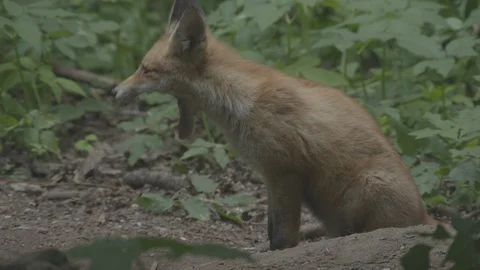Young Red Fox (Vulpes vulpes) yawns. Stock Footage 104673886