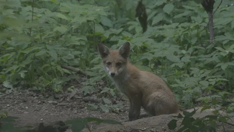 Young Red Fox (Vulpes vulpes). Stock Footage 104674467