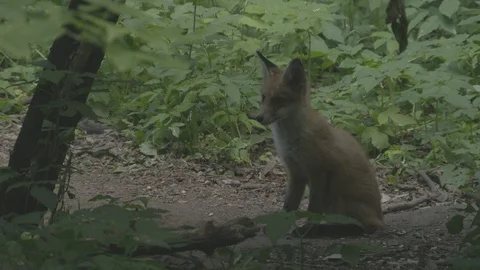 Young Red Fox (Vulpes vulpes) in the forest. Stock Footage 104675232