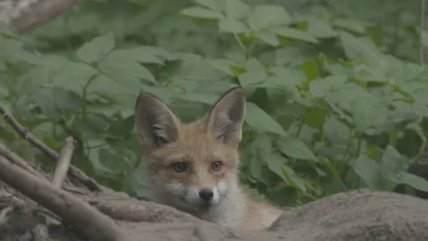 Young Red Fox (Vulpes vulpes) looks out from behind a tree. Stock Footage 104676888