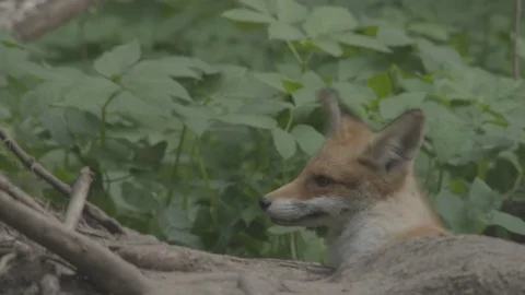 Young Red Fox (Vulpes vulpes) itches. 스톡 동영상 104677290