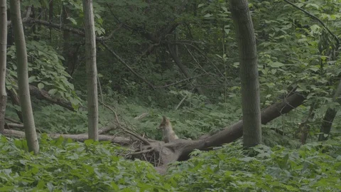 Young Red Fox (Vulpes vulpes) at the root of a tree. Stock Footage 104677569