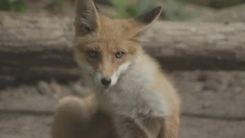 Young Red Fox (Vulpes vulpes) itches. Video stock 104677998