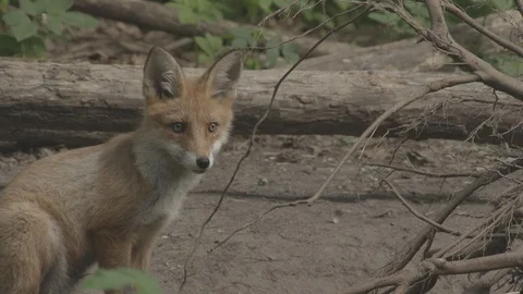 Young Red Fox (Vulpes vulpes) is sitting at the root of the tree. Stock Footage 104678046