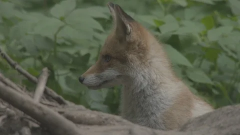 Young Red Fox (Vulpes vulpes) is interested something. Stock Footage 104678375