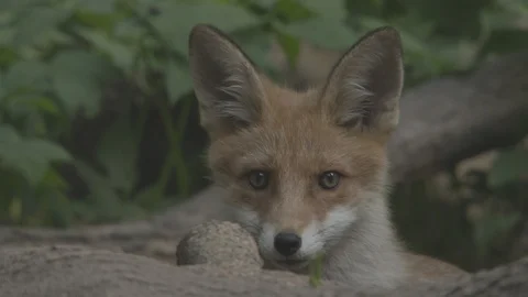 Young Red Fox (Vulpes vulpes). Stock Footage 104679316