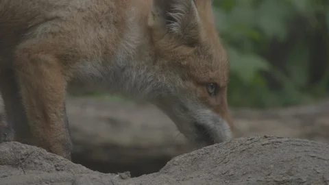 Young Red Fox (Vulpes vulpes) eating. Video stock 104679772