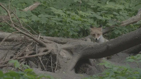 Young Red Fox (Vulpes vulpes) at the root of a tree. Video stock 104681192