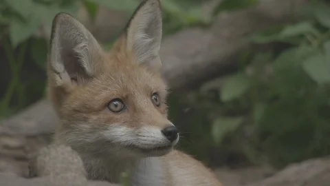 Young Red Fox (Vulpes vulpes) . Stock Footage 104681455