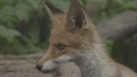 Young Red Fox (Vulpes vulpes). Stock Footage 104681511