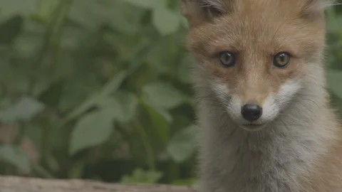 Young Red Fox (Vulpes vulpes) watching. Stock Footage 104681872