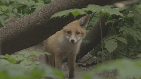 Young Red Fox (Vulpes vulpes)  behind a tree. Looks out. Stock Footage 104681890
