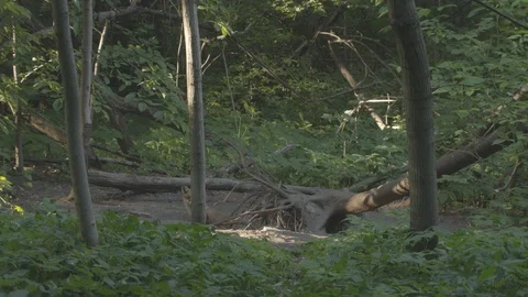 Young Red Fox (Vulpes vulpes) comes out of the hole. Stock Footage 104683925