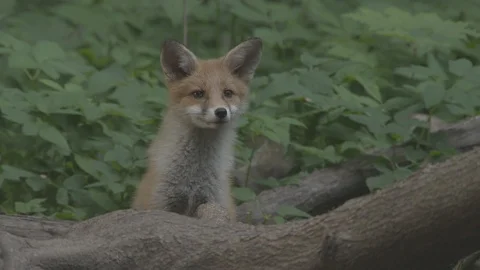 Young Red Fox (Vulpes vulpes) near the burrow. Stock Footage 104684974