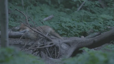 Young Red Fox (Vulpes vulpes) near the tree. Goes away Stock Footage 104685883
