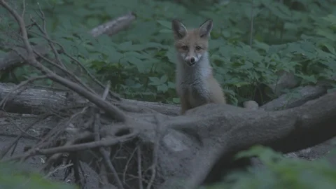 Young Red Fox (Vulpes vulpes) near the tree. Stock Footage 104686036