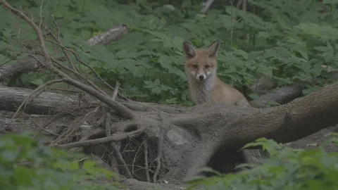 Young Red Fox (Vulpes vulpes) in the forest. Stock Footage 104686122