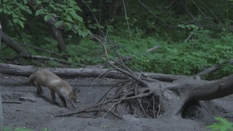 Young Red Fox (Vulpes vulpes) goes into the hole. Stock Footage 104687949