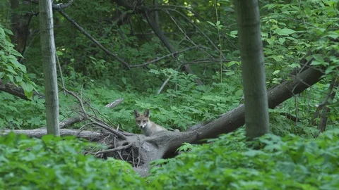 Young Red Fox (Vulpes vulpes) in the forest. Stock Footage 104688795