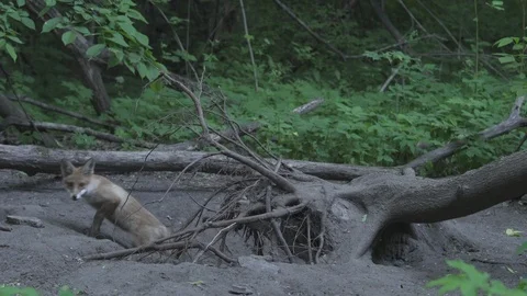 Young Red Fox (Vulpes vulpes) comes out of the hole. Stock Footage 104689800