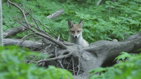 Young Red Fox (Vulpes vulpes) near the tree. Stock Footage 104691493