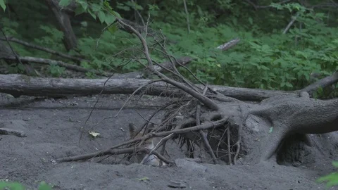 Young Red Fox (Vulpes vulpes) comes out of the hole. Stock Footage 104694954