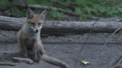 Young Red Fox (Vulpes vulpes) goes into the hole. Stock Footage 104695129