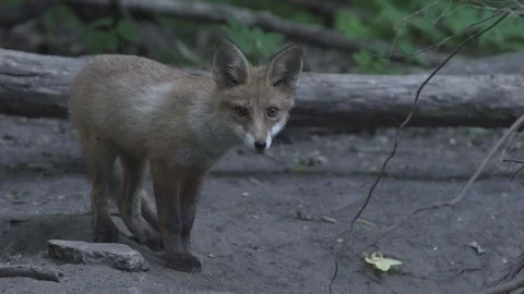 Young Red Fox (Vulpes vulpes) goes into the hole. Stock Footage 104696193