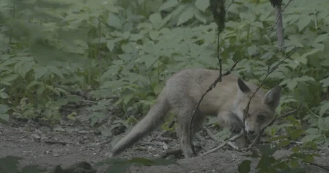 Young Red Fox (Vulpes vulpes) gnaws a branch. Stock Footage 104696503