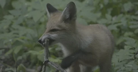 Young Red Fox (Vulpes vulpes) gnaws a branch. Stock Footage 104699935