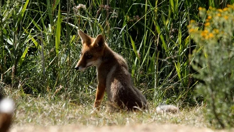 Young red fox (vulpes vulpes) scratching - wildlife - 4K/HD stock video Stock Footage 122675895