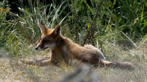 Young red fox (vulpes vulpes) is watching - wildlife - 4K/HD stock video Stock Footage 122676091