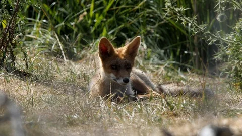 Young red fox (vulpes vulpes) is watching - wildlife - 4K/HD stock video Stock Footage 122676107