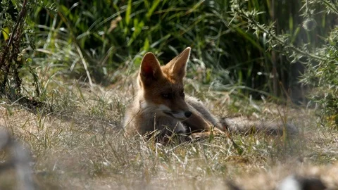 Young red fox (vulpes vulpes) is watching - wildlife - 4K/HD stock video Stock Footage 122676139