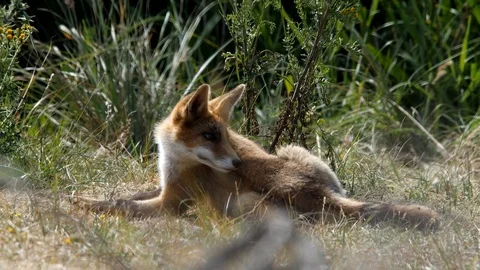 Young red fox (vulpes vulpes) is watching - wildlife - 4K/HD stock video Stock Footage 122676168
