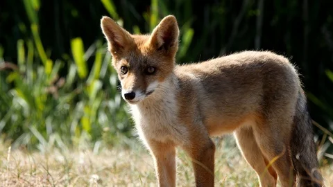 Young red fox (vulpes vulpes) is watching - wildlife - 4K/HD stock video Stock Footage 122676367