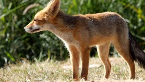 Young red fox (vulpes vulpes) is passing - wildlife - 4K/HD stock video Stock Footage 122676550