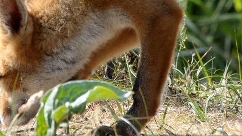 Young red fox (vulpes vulpes) close-up - wildlife - 4K/HD stock video Stock Footage 122676583