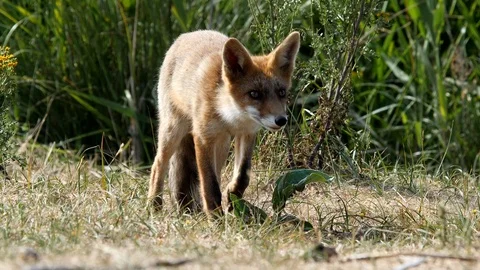 Young red fox (vulpes vulpes) is looking for food - wildlife - 4K/HD stock video Stock Footage 122676642