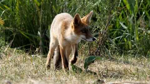 Young red fox (vulpes vulpes) is looking for food - wildlife - 4K/HD stock video Stock Footage 122676701