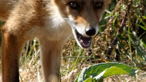 Young red fox (vulpes vulpes) close-up - wildlife - 4K/HD stock video Stock Footage 122677270