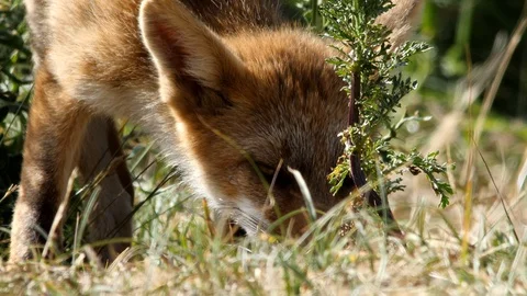 Young red fox (vulpes vulpes) close-up - wildlife - 4K/HD stock video Stock Footage 122677282
