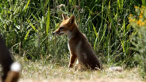 Young red fox (vulpes vulpes) is watching - wildlife - 4K/HD stock video Stock Footage 122677287