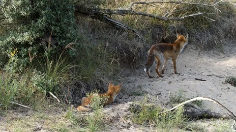 Young red fox (vulpes vulpes) digging a den - wildlife - 4K/HD stock video Stock Footage 122744861