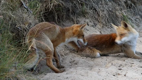 Young red fox (vulpes vulpes) disturbing its brother - wildlife - stock video Stock Footage 122744920